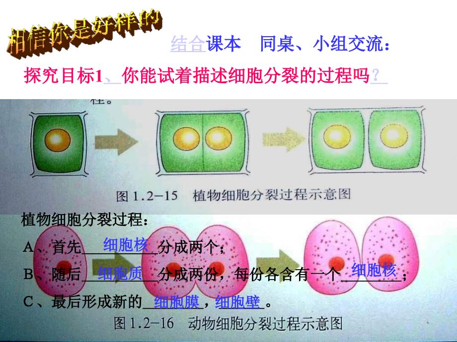 生物优质课课件细胞的分裂和分化_第3页