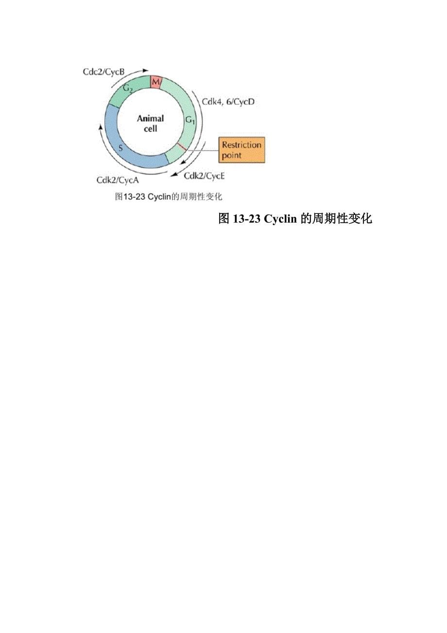 化学渗透假说.doc_第5页