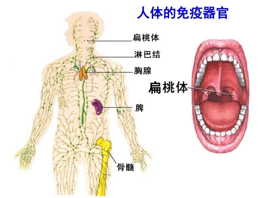 免疫调节1一轮复习第一课时_第5页