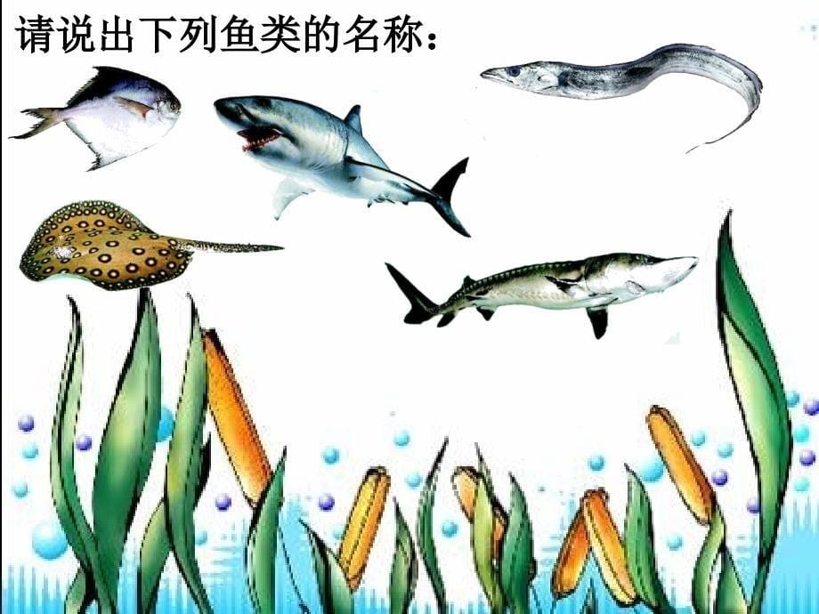 八年级生物上第一章_各种环境中的动物第一节_水中生活的动物课件人教版_第5页