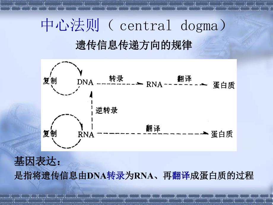 第十三章核酸生物合成_第3页