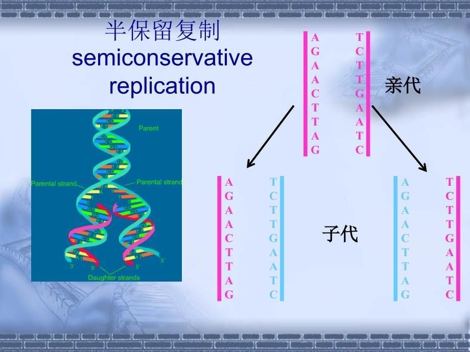 第十三章核酸生物合成_第5页