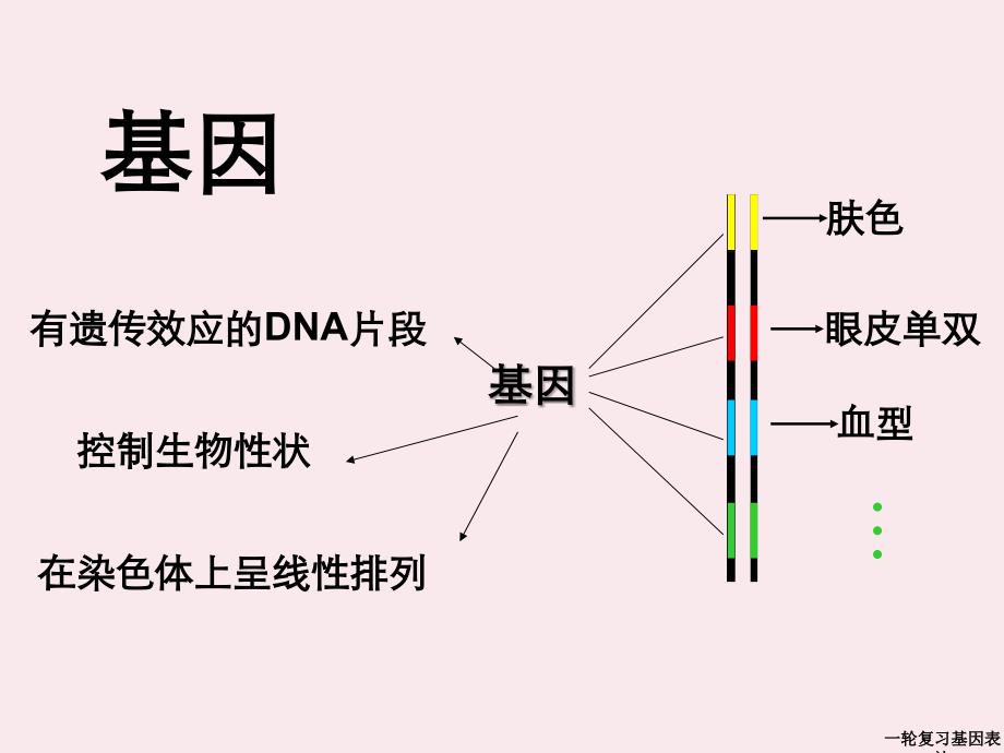 一轮复习基因表达_第2页