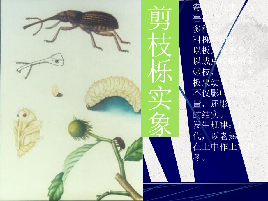 《植物病虫害讲》课件_第2页