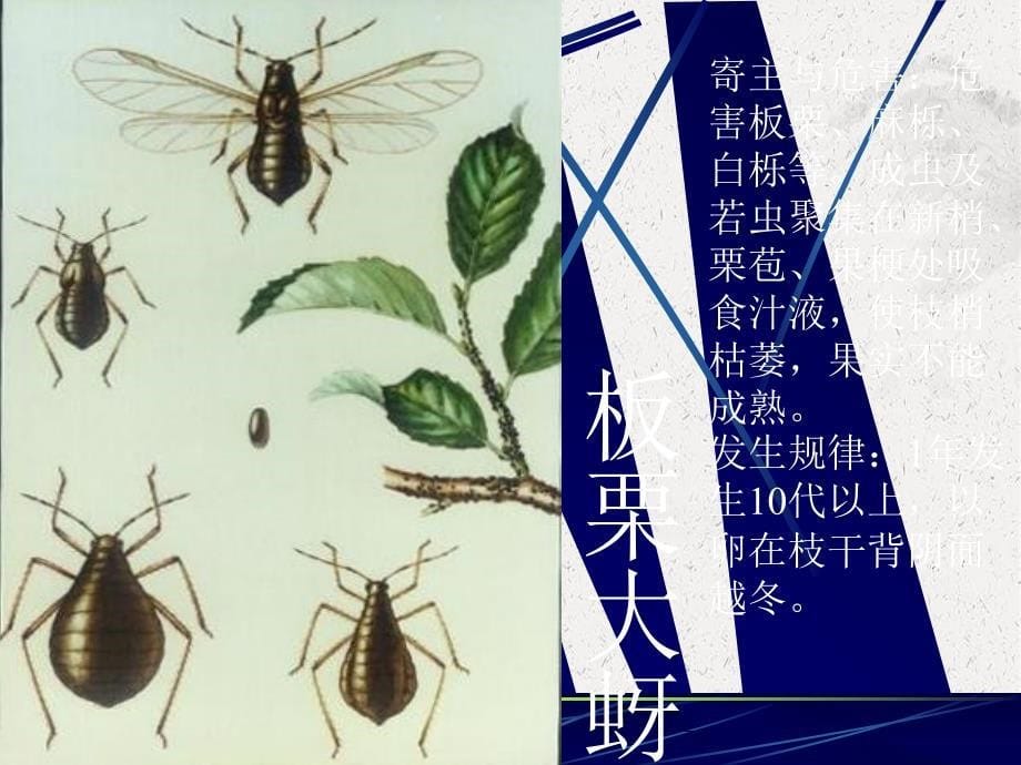 《植物病虫害讲》课件_第5页