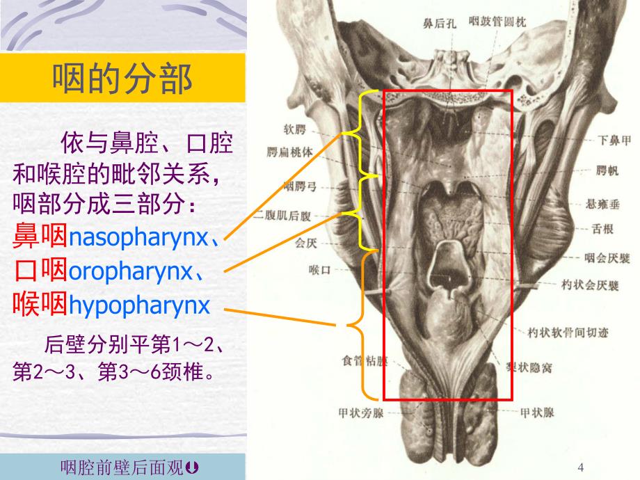 咽喉解剖与生理ppt课件_第4页