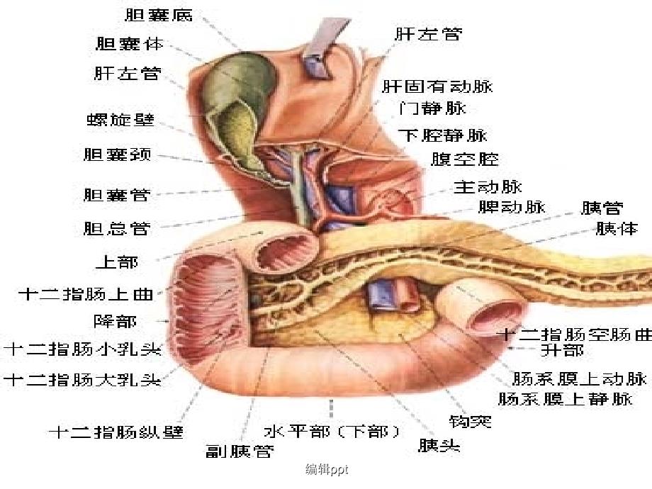 胆囊切除术的手术配合_第4页