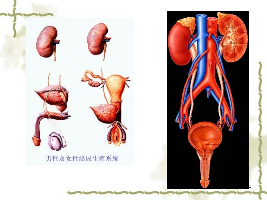 医学PPT课件泌尿系统人体解剖生理学_第4页