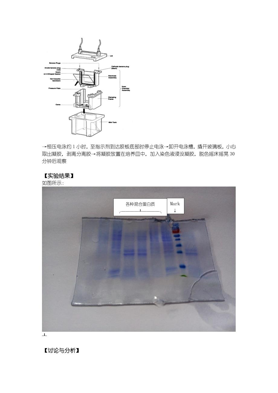 实验SDS聚丙烯酰胺凝胶电泳分离混合蛋白质_第2页