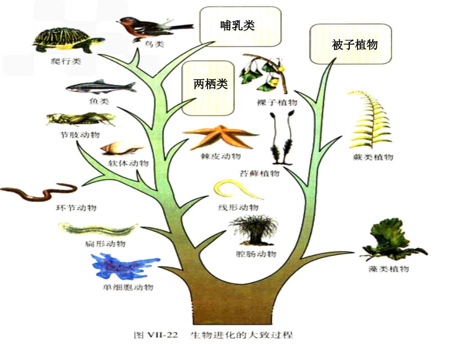 腔肠动物和扁形动物.ppt_第2页