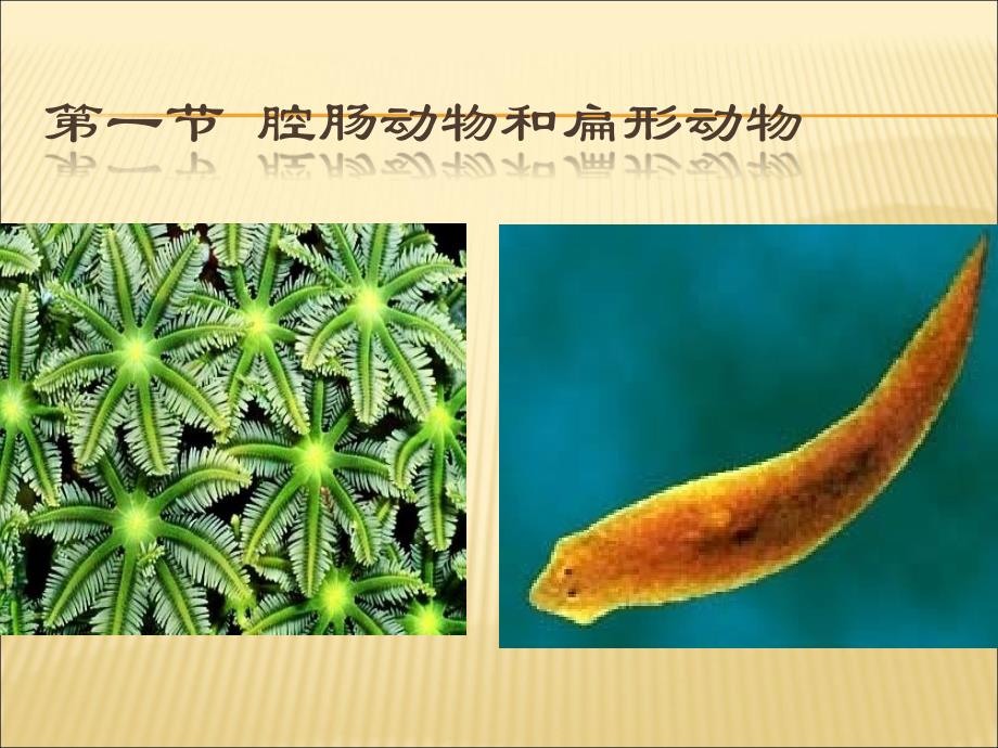 腔肠动物和扁形动物.ppt_第3页