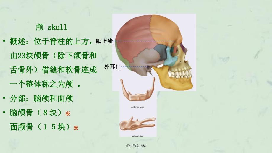 颅骨形态结构课件_第1页