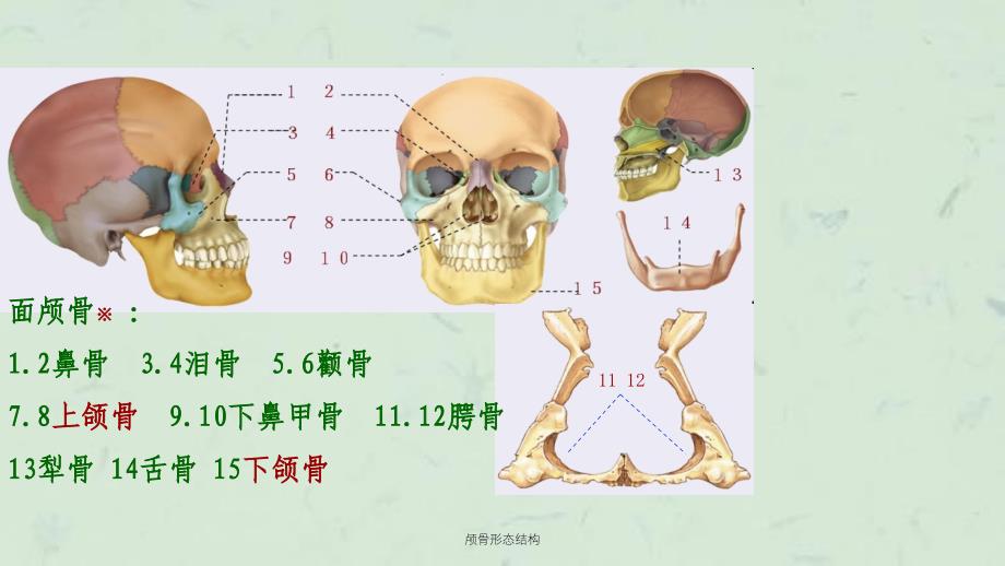 颅骨形态结构课件_第4页