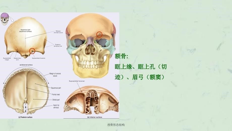 颅骨形态结构课件_第5页