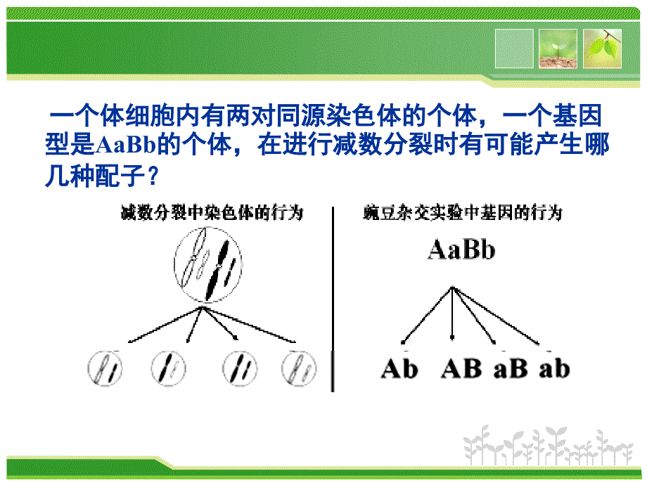 2.2基因在染色体上课件_第2页