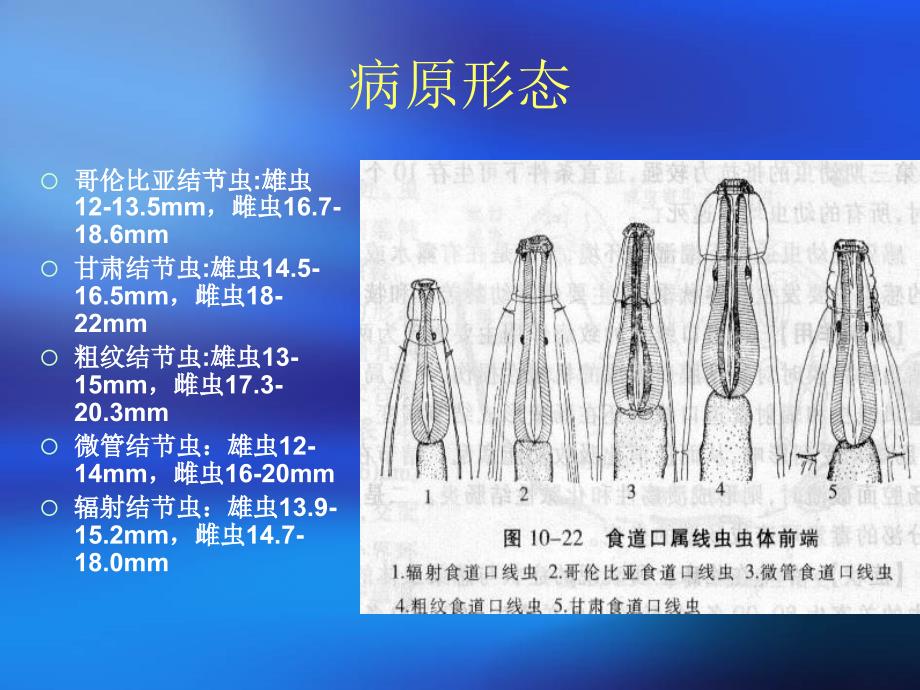 牛羊食道口线病_第2页