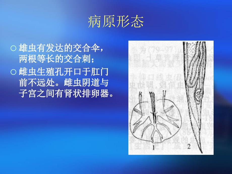 牛羊食道口线病_第4页