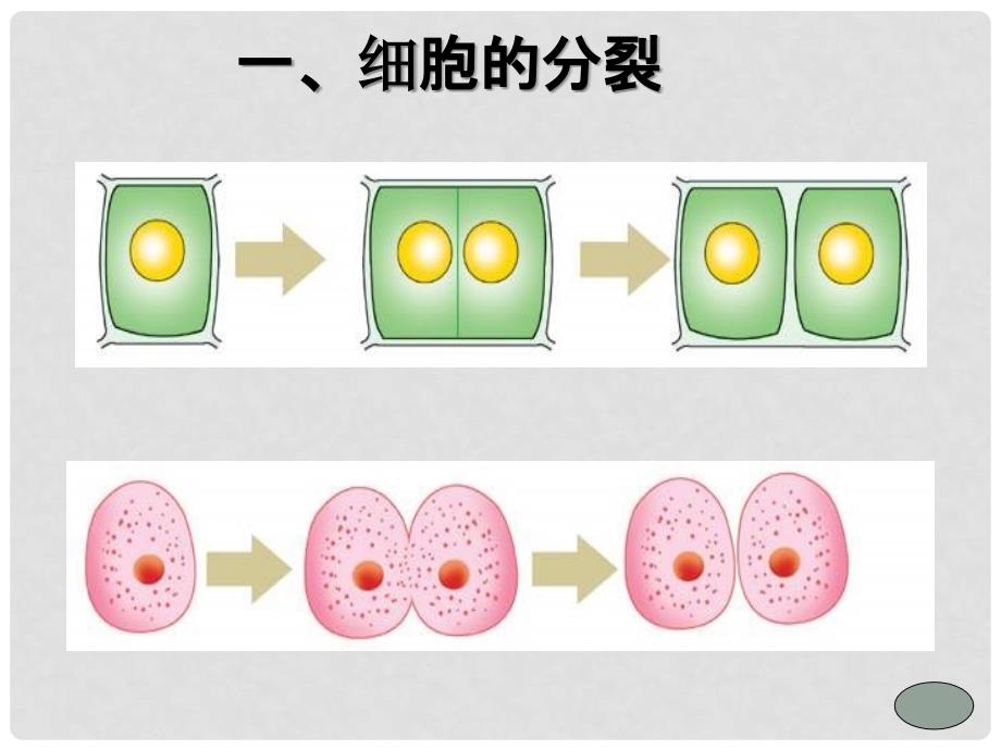 七年级生物上册 第三章 第三节 细胞分裂与分化课件 苏教版_第3页