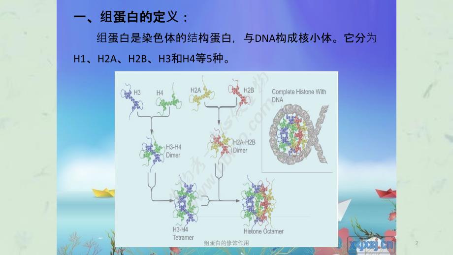 组蛋白的修饰作用课件_第2页