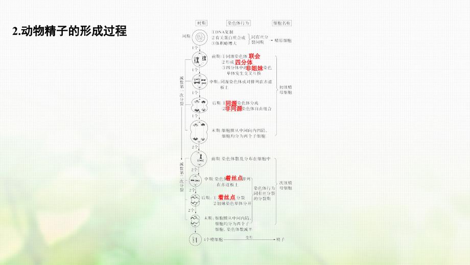 高考生物一轮复习第四单元细胞的生命历程第12讲减数分裂和受精作用课件_第3页