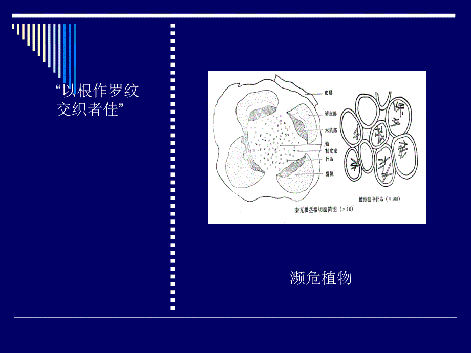 秦艽研究-新._第4页