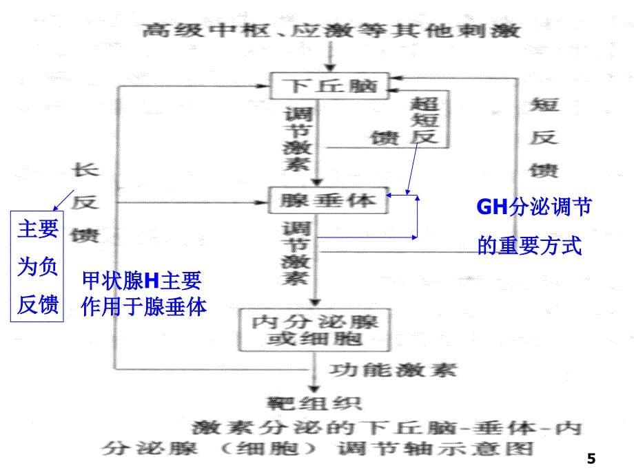 第十四章内分泌疾病的代谢紊乱_第5页