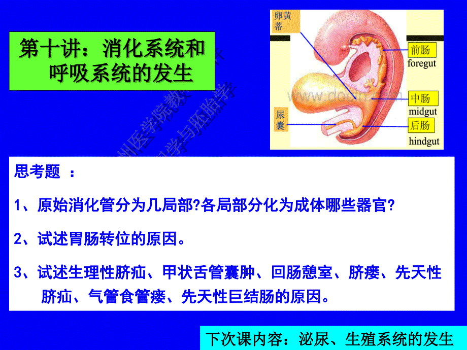 《消化呼吸的发生》PPT课件_第1页