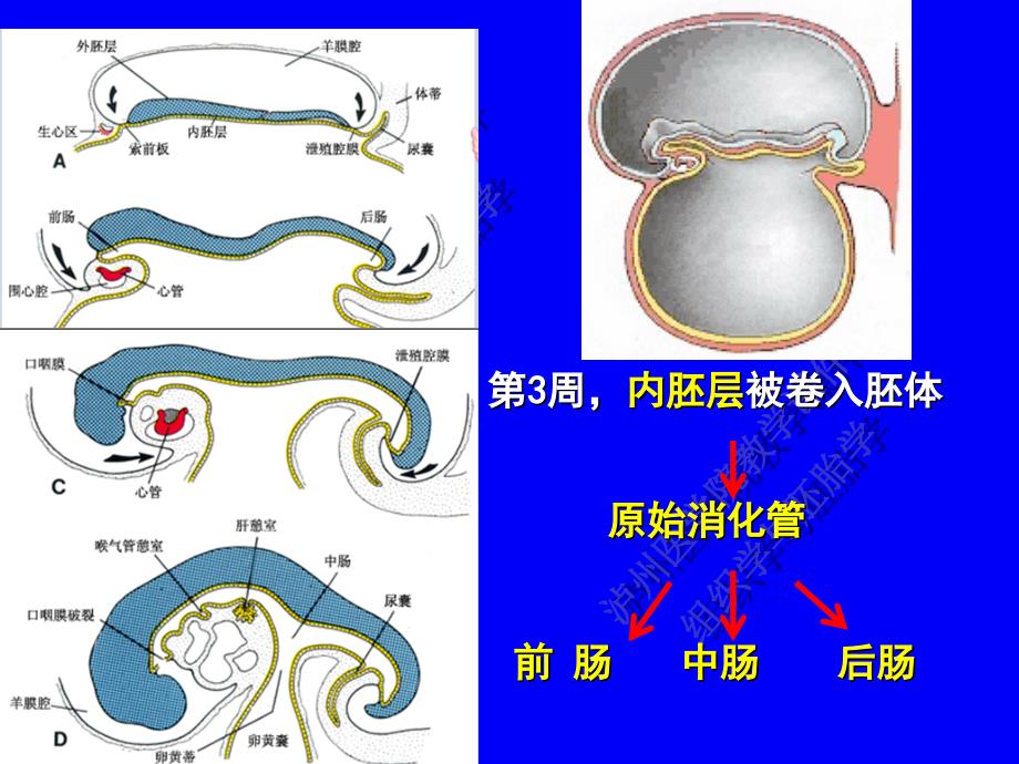 《消化呼吸的发生》PPT课件_第2页