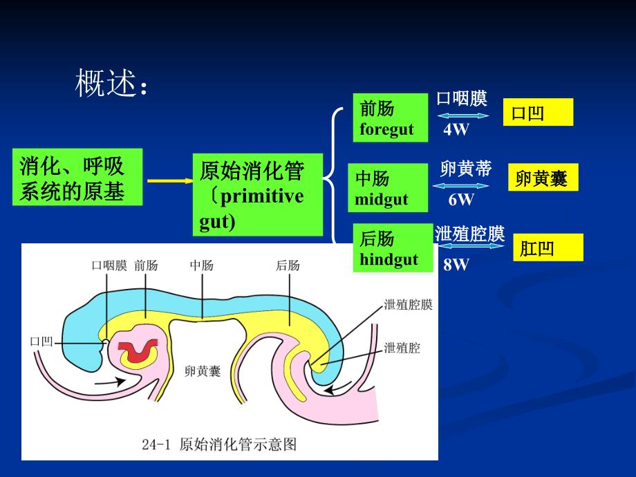 《消化呼吸的发生》PPT课件_第3页