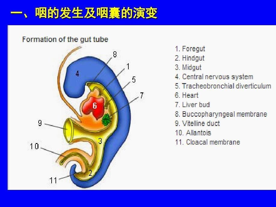 《消化呼吸的发生》PPT课件_第5页