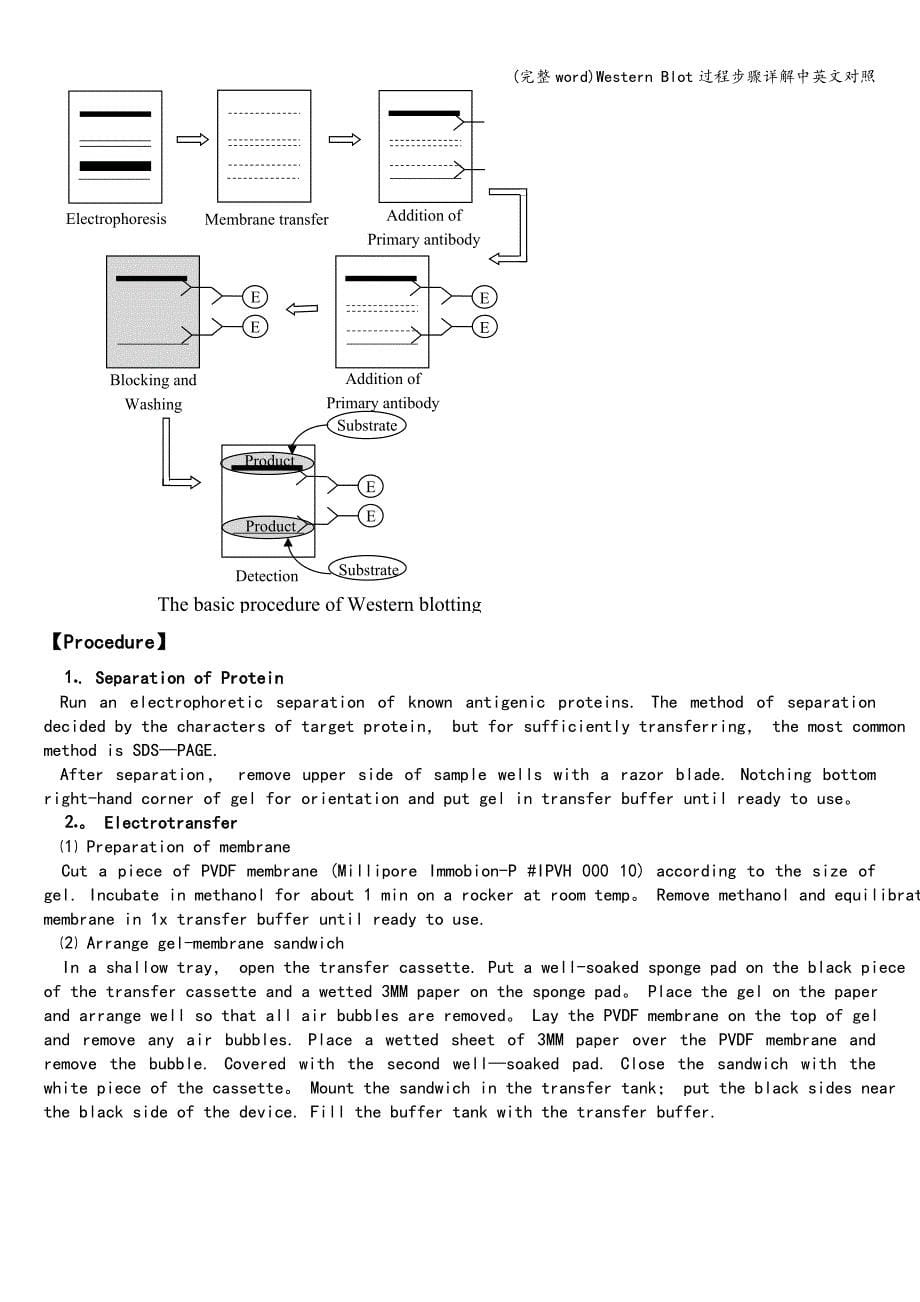 (完整word)Western-Blot过程步骤详解中英文对照.doc_第5页