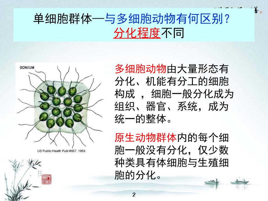 03原生动物门_第3页