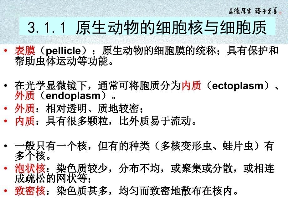 03原生动物门_第5页