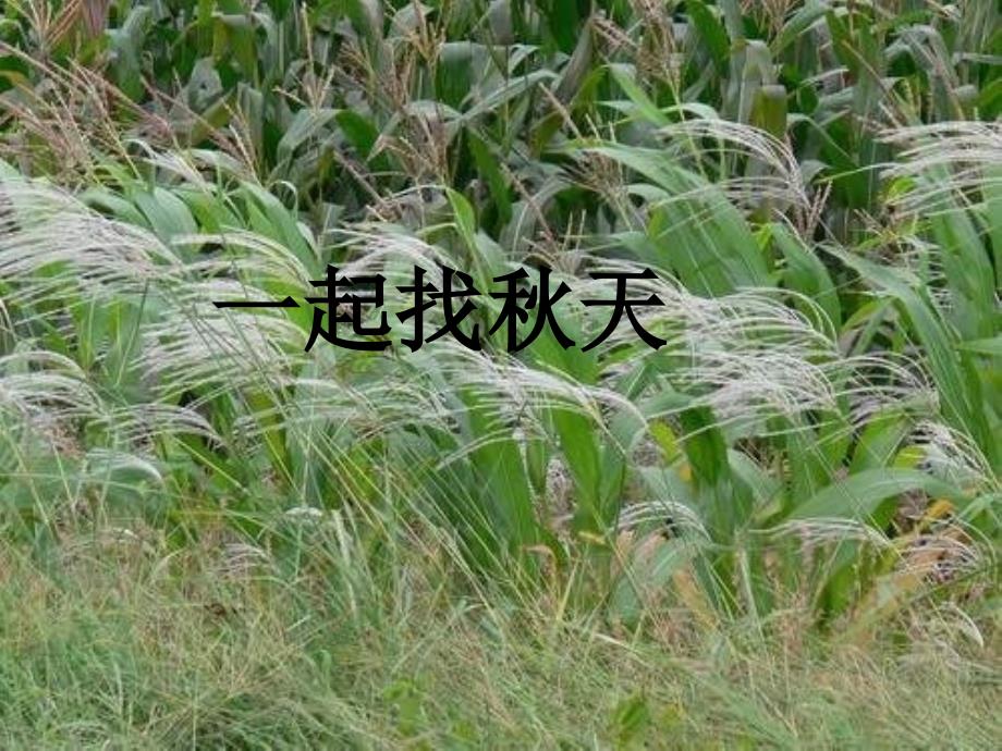 一起找秋天_第1页