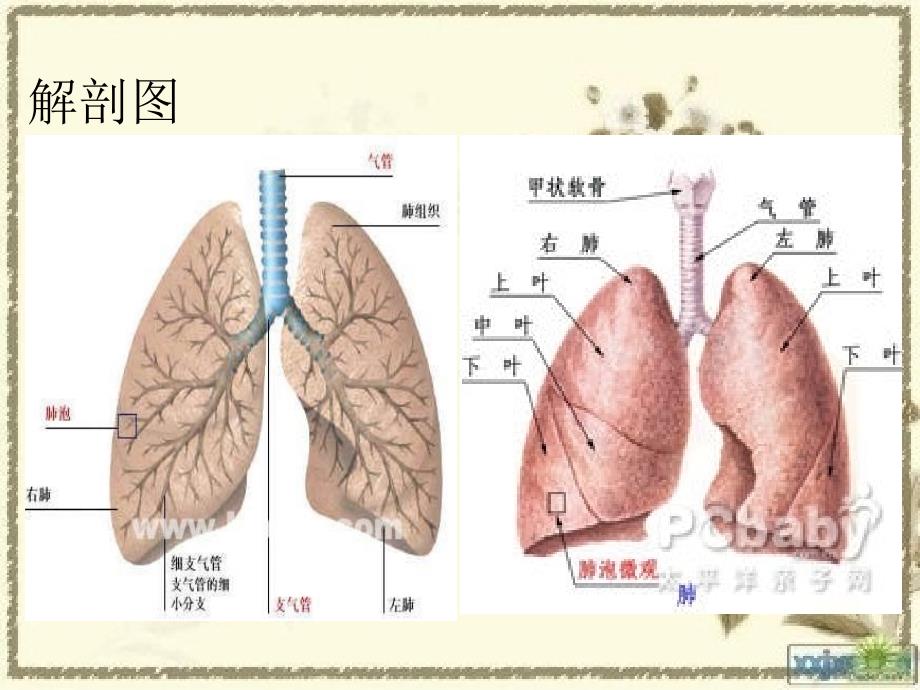 07小儿肺炎查房张会12_第3页