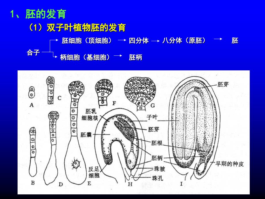 种子果实生活史PPT课件_第2页