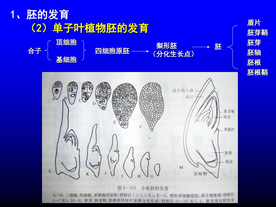 种子果实生活史PPT课件_第3页