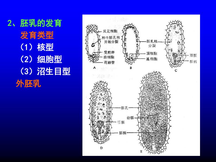 种子果实生活史PPT课件_第4页