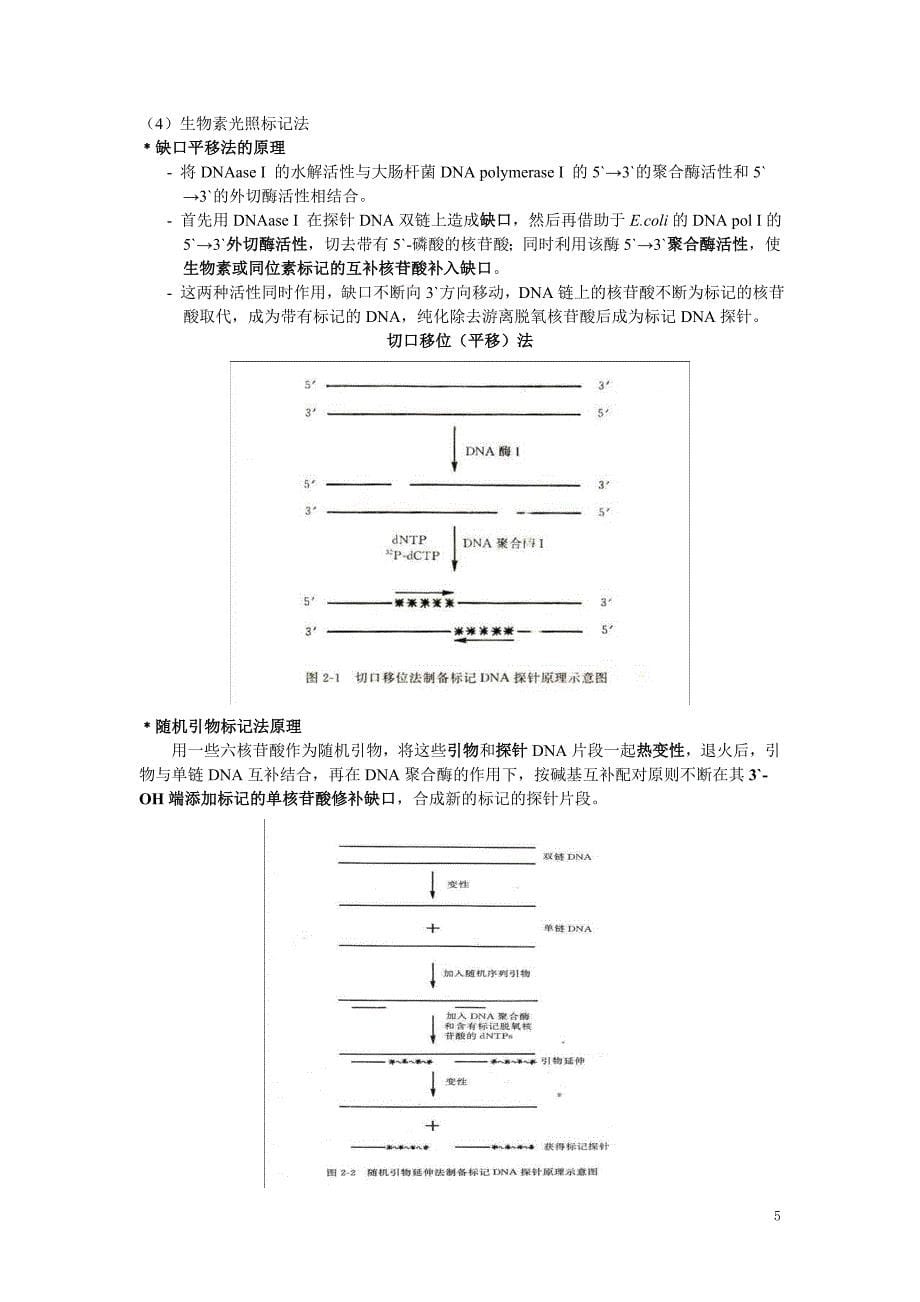 核酸分子杂交及PCR技术.doc_第5页