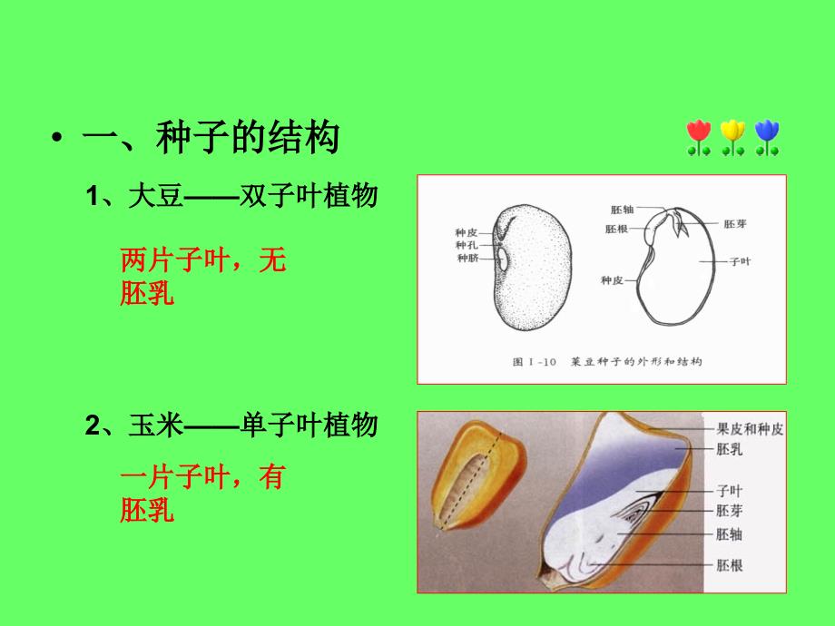 25种子的萌发_第4页