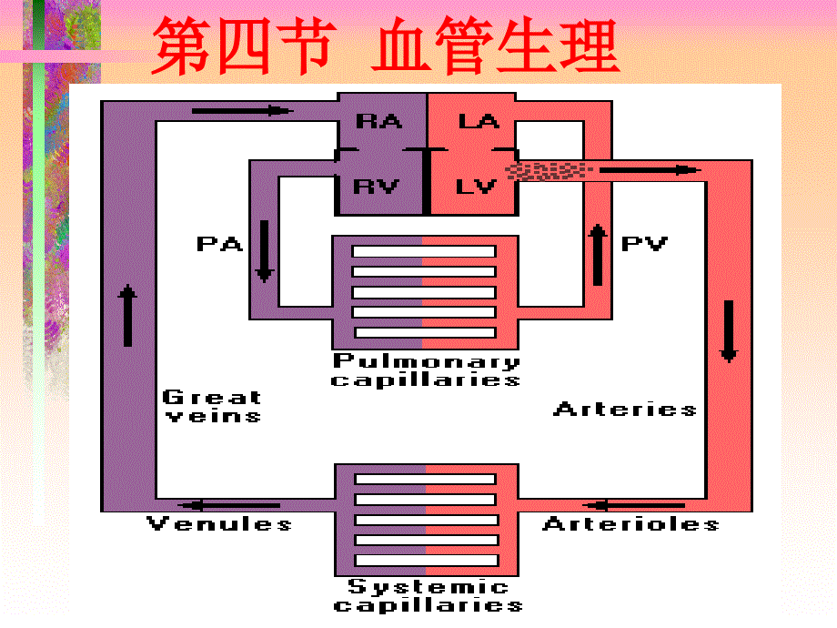 人体解剖生理学课件第六章循环系统的结构与功能1_第3页