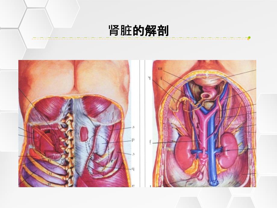 肾功能检查测试_第4页