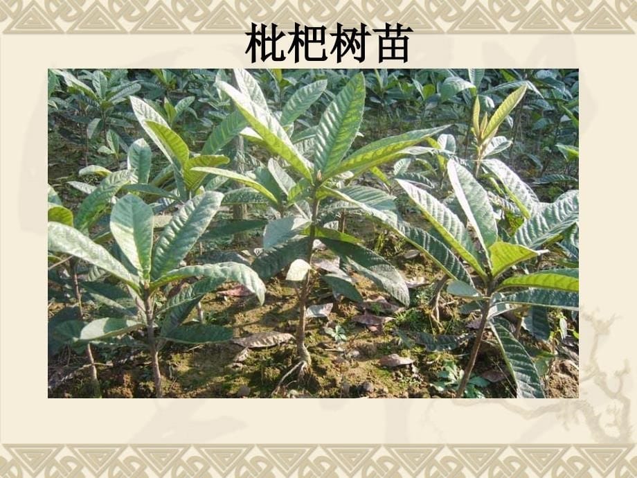 【植物的繁殖（鄂教版）五年级科学下册PPT课件_第5页