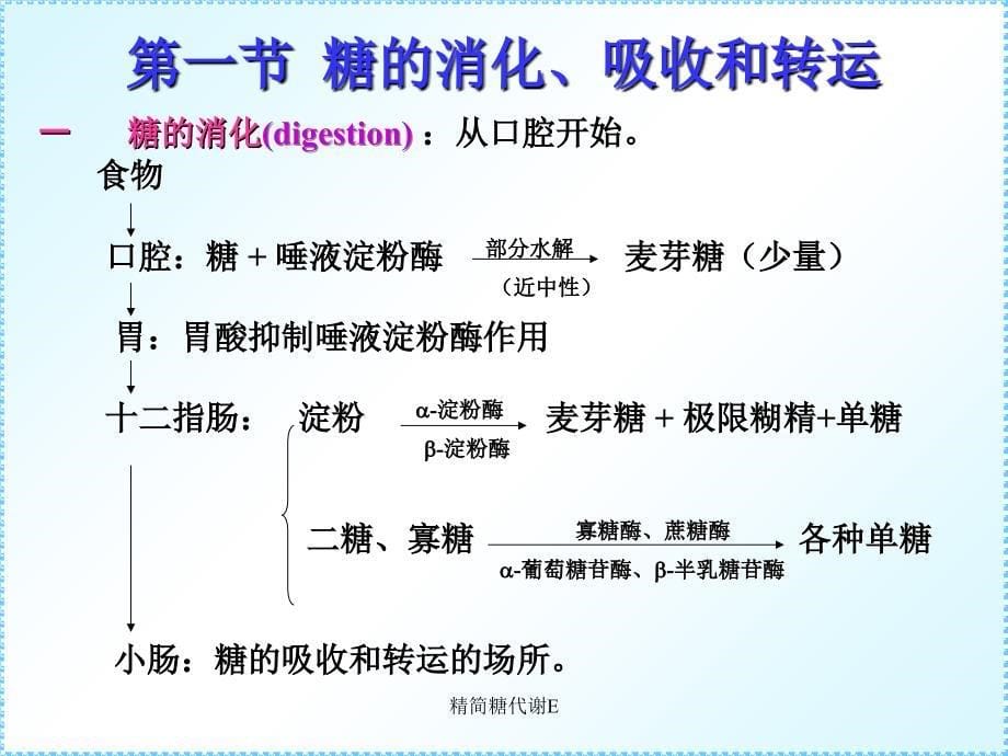 精简糖代谢E课件_第5页