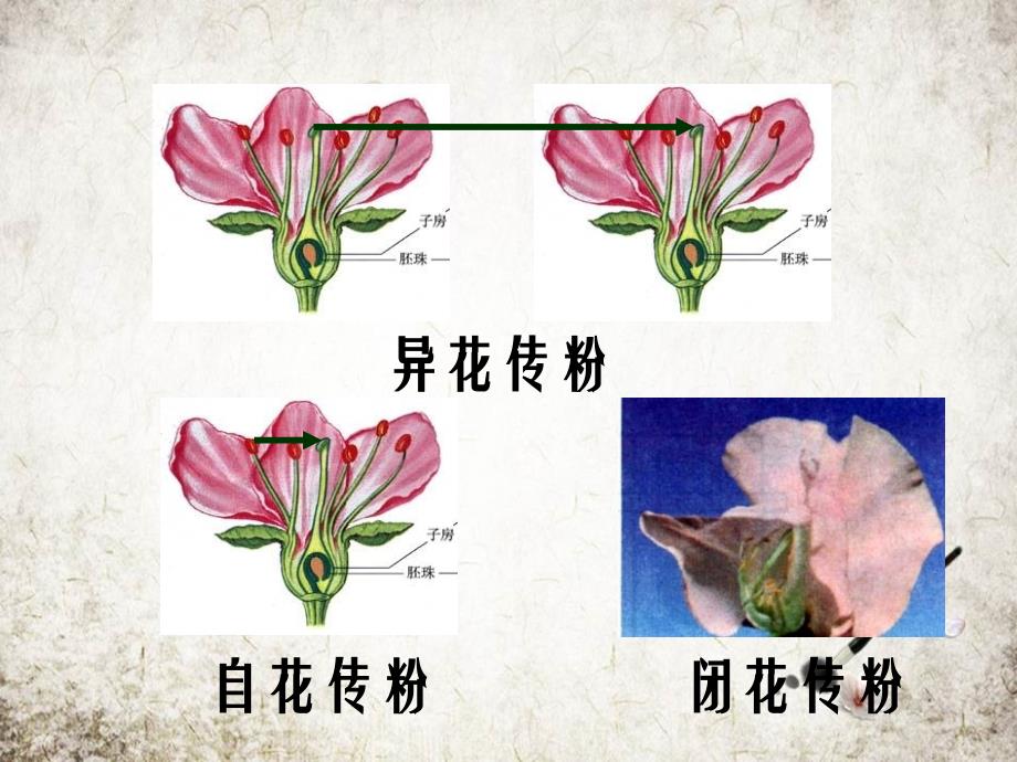 高二生物基因的分离定律学案_第4页