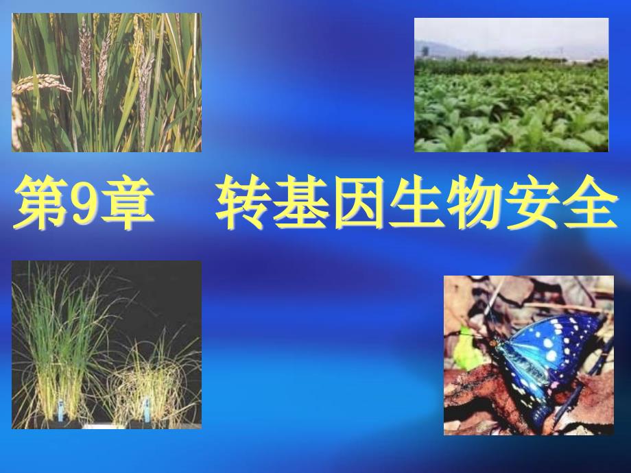 《转基因生物安全》PPT课件.ppt_第1页