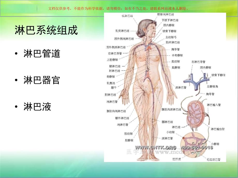 淋巴系统专业知识ppt课件_第3页