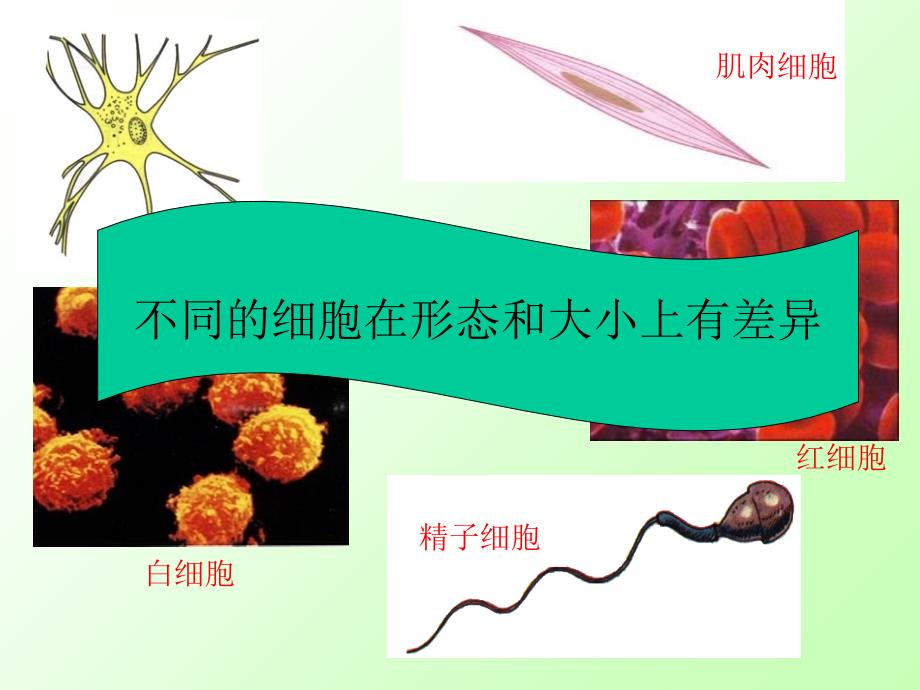 苏教课标版初中生物七年级上册第二单元第四章第二节人和动物细胞的结构和功能2共22张PPT_第4页