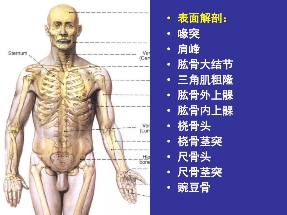 3上肢前区颈前区腹前外侧壁_第2页