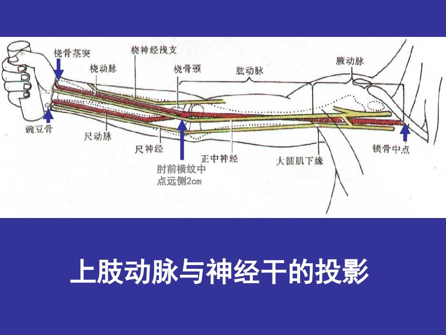 3上肢前区颈前区腹前外侧壁_第3页